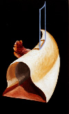 100 Poules n&deg; 19 